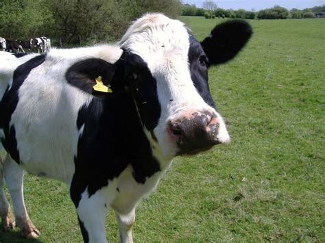 35 Facts About Cow - Facts.net