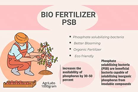 Organic Phosphate Solubilizing Bacteria PSB Bio Fertilizer for Home ...
