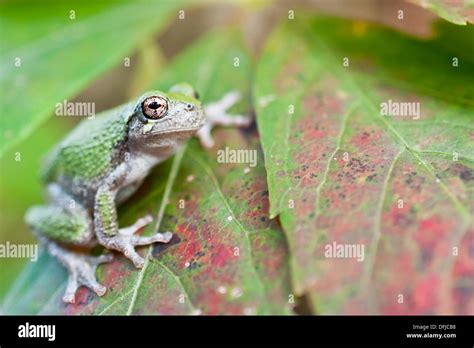 Image result for Purple Tree Frog