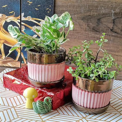 Niyara Combo Designer Handmade Combo Ceramic planters Pot for Indoor ...