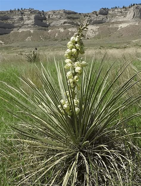 Yucca Plant Root System