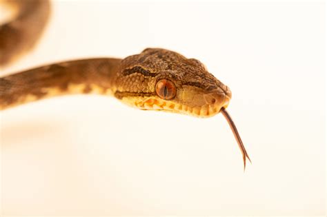 Amazon Tree Python 的图像结果