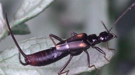 Fun Fact: Earwigs can fly. : r/WTF