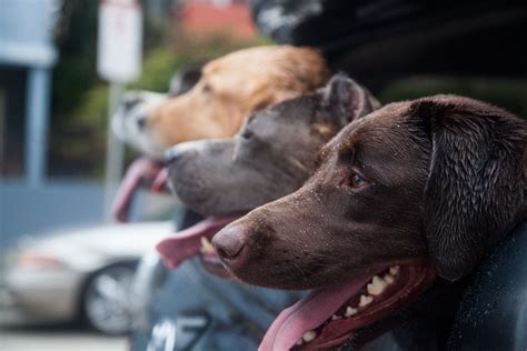 FAQs – The Asher House