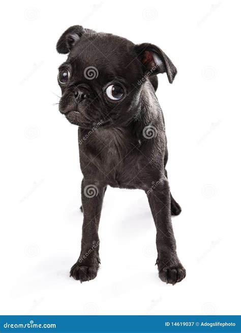 Black Pug Puppy Tilting Head Stock Image - Image of breed, rescue: 14619037