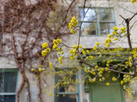 A Late Winter Walk Through Cornell University Campus – Michael Stephen ...