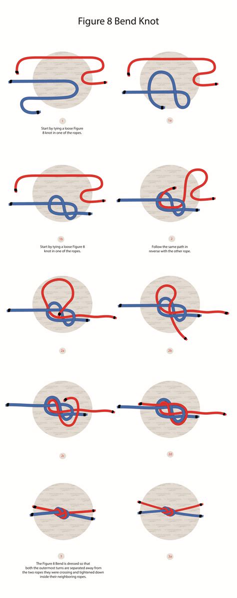 Image result for Knot Tying Tutorial Figure Eight