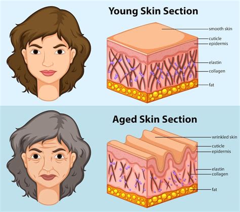 Skin cartoon Images - Free Download on Freepik