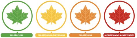 Photosynthesis: Pigments Involved in Photosynthesis - Biology Class 11 ...