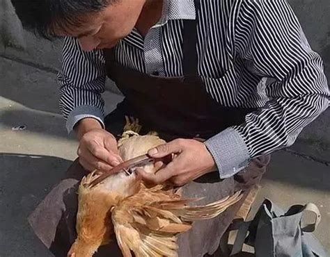 台山有一种传统老手艺叫“阉鸡”你见过吗？_公鸡