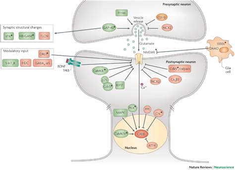 Memory Pathways 的图像结果