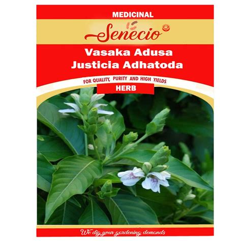 SENECIO Vasaka, Adusa, Justicia Adhatoda, Ardusi-Malabar Nut, Ayurvedic ...
