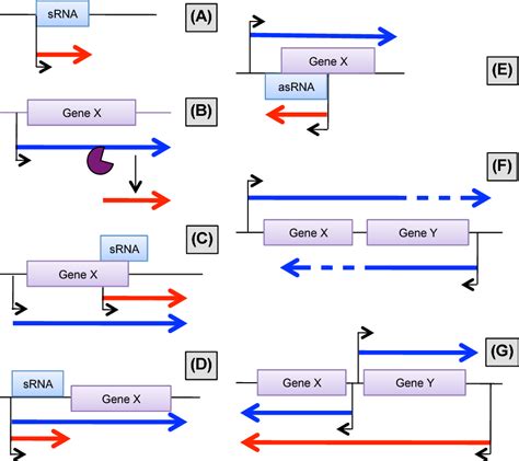 Small Activatingrna 的图像结果