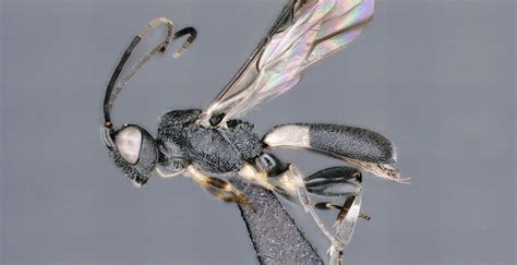 TheAcademy | Pseumenes siangensis : New Wasp Discovered in Arunachal ...