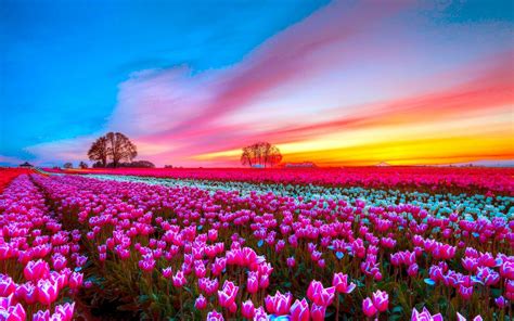 Sunset Tulip Field: Vibrant Pink Blossoms Under a Stunning Sky – HD ...