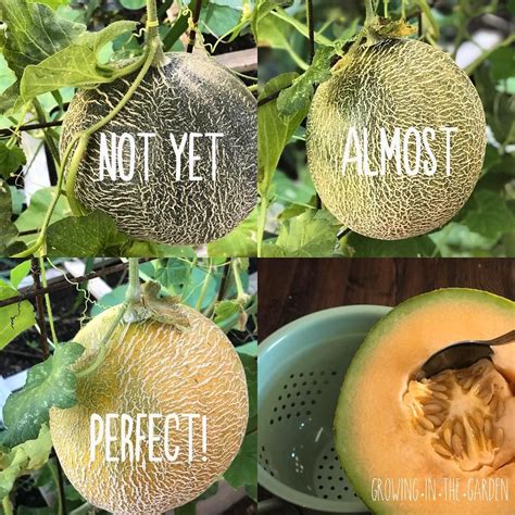 Tips for Harvesting Sweet Cantaloupes