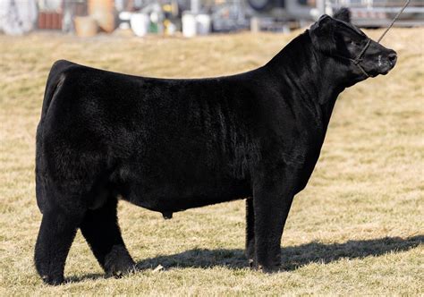 2024 Sire Directory by American Maine-Anjou Association - Issuu