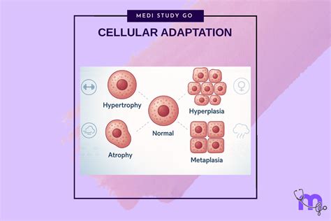Cellular Adaptation: Types, Mechanisms, and Clinical Relevance – Medi ...