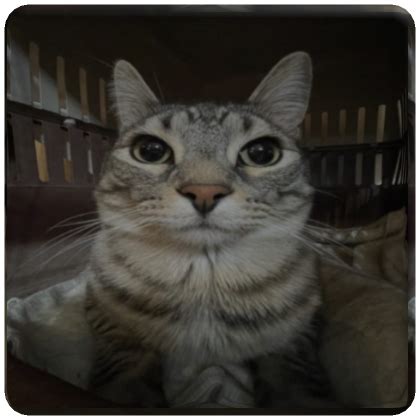 Hat Hub Script Pastebin 的图像结果