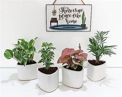 Rolling Nature Combo of 4 Indoor Plants for Living Room Njoy Money ...