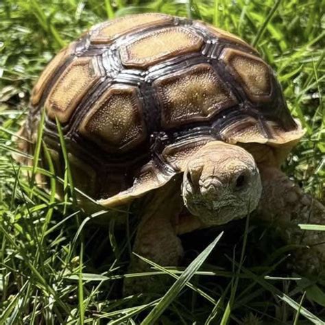 Rezultat imagine pentru How to Install Modular Kitchen