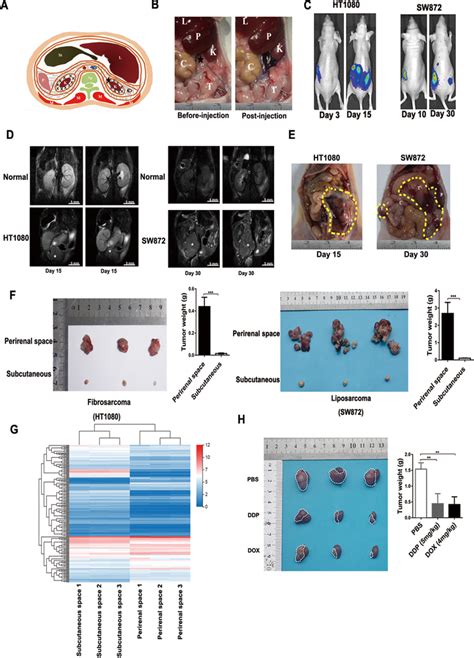 Image result for Mouse Intraperitoneal Space