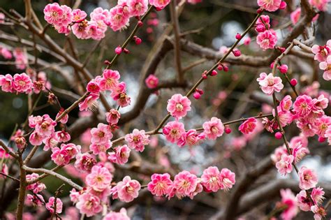 Flowering Plum Tree 的图像结果