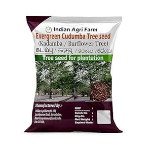 Iagrifarm Evergreen Cudumba/Kadamba/Cadamba/Burflower tree seeds - 100 ...