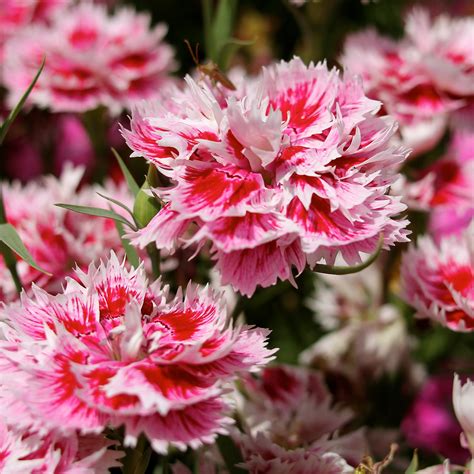 Biocarve Dianthus Baby Doll - Pack of 200 Seeds : Amazon.in: Garden ...
