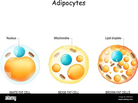 Fat Cell Structure 的图像结果