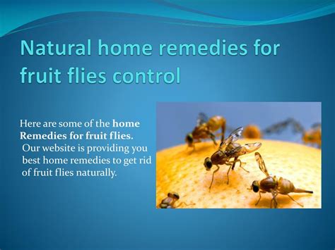 PPT - NATURAL HOME REMEDIES FOR FRUIT FLIES CONTROL PowerPoint ...