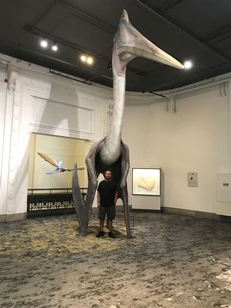 266 best Quetzalcoatlus images on Pholder | Dinosaurs, Naturewasmetal and Paleontology