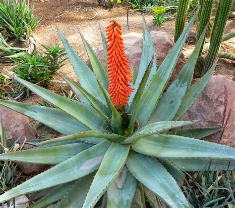 Aloe Plant 的图像结果