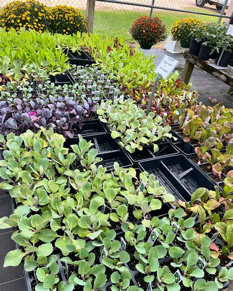 Pensacola Seed & Garden North (@pensacolaseedandgardennorth ...