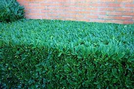 Image result for Yellow Evergreen Bushes and Shrubs