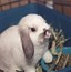 Image result for Desktop Background Cute Bunny Rabbits