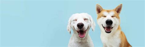 What Does A Dog Smile Look Like at Lawrence Henry blog