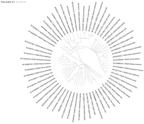 Elucidating Biological Functions of 9-cis-Epoxycarotenoid Dioxygenase ...