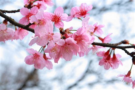 #805025 Flowering trees, Sakura, Branches, Pink color - Rare - EroFound