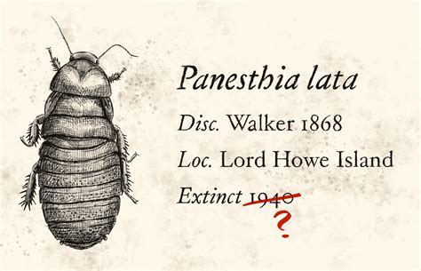 Rare Cockroach 的图像结果