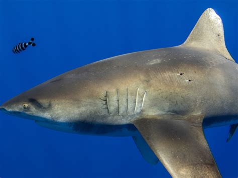 Image result for Alien Shark Cross