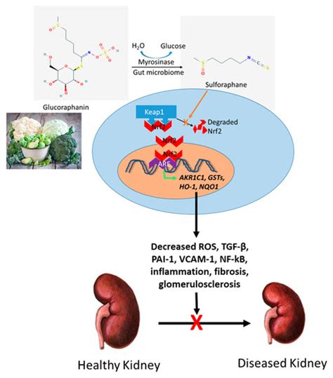 Eat Your Broccoli: Oxidative Stress, NRF2, and Sulforaphane in Chronic ...