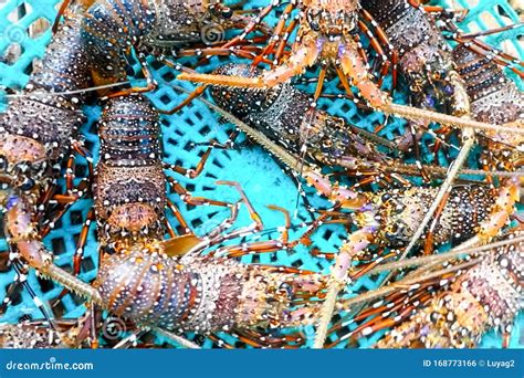 Live Spiny Lobsters in Basket. Catching Lobsters on a Farm Stock Photo ...