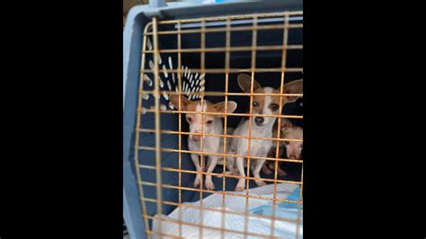 Merced rescue flies 132 pets to Washington, Montana | Merced Sun-Star