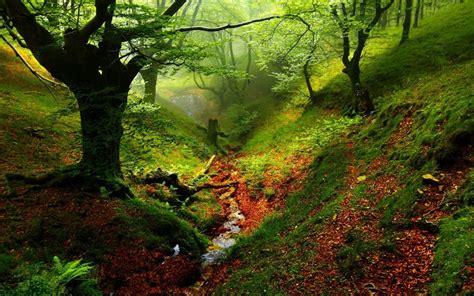 Forest Landscape High Resolution 的图像结果