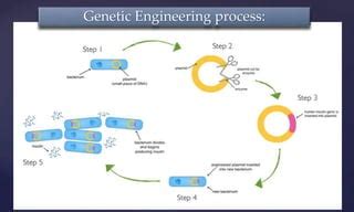 Genetic Engineering Basic Steps 的图像结果