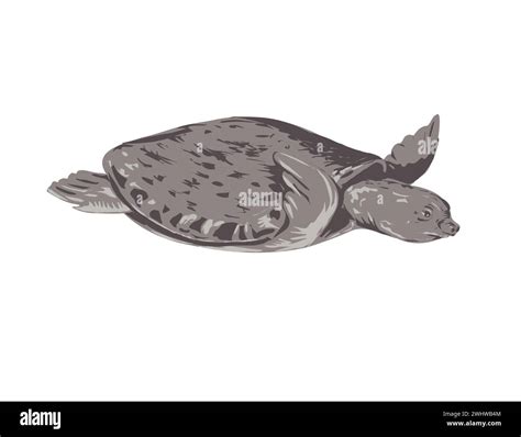 Pig-Nosed Turtle or Carettochelys Insculpta Side View WPA Art Stock ...