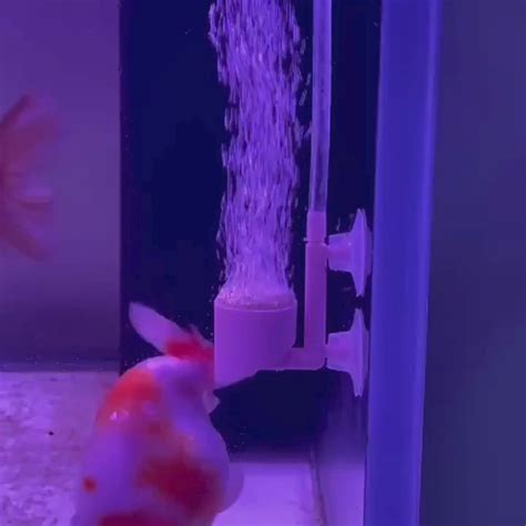 VAYINATO Aquarium White Nano Bubble Air Disc , Airstone For Aquairum F ...