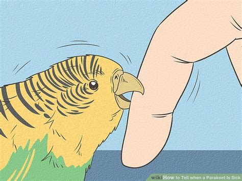 Sick Parakeet 的图像结果