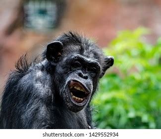 Image result for Monkey Smiling